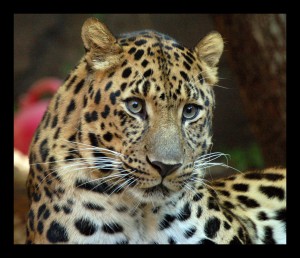 Amur_Leopard_(1970226951)