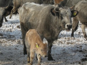Bulgarian_gray_cattle