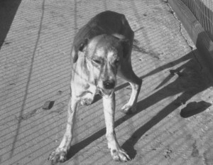 Rabid_dog