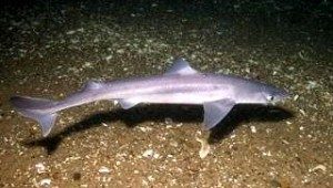 Squalus_acanthias_stellwagen
