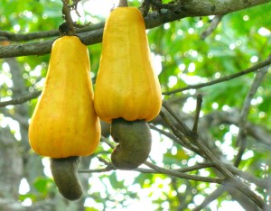 Twin_Cashews_From_Kollam_Kerala